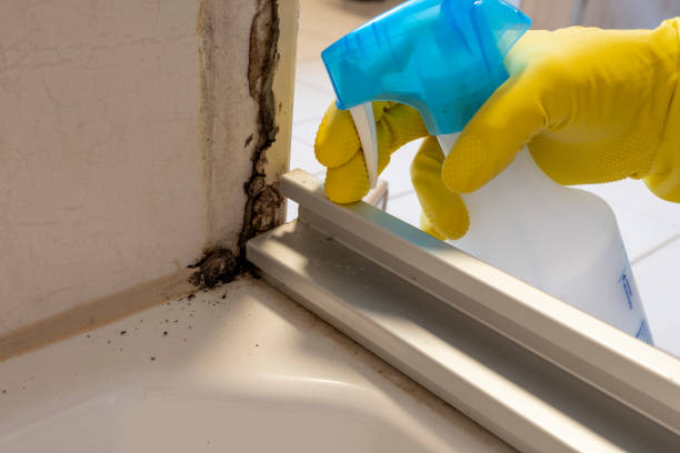 Best DIY Mold Remediation Support Services in Kimberly, WI