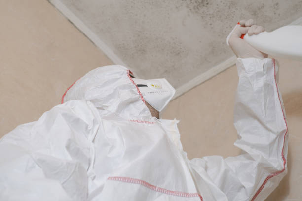 Best Basement Mold Remediation in Kimberly, WI