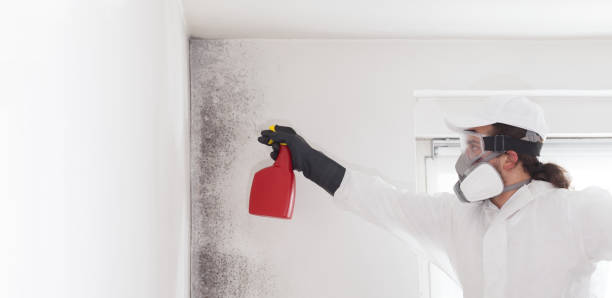 Best Kitchen Mold Remediation in Kimberly, WI