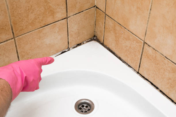 Best Residential Mold Remediation in Kimberly, WI